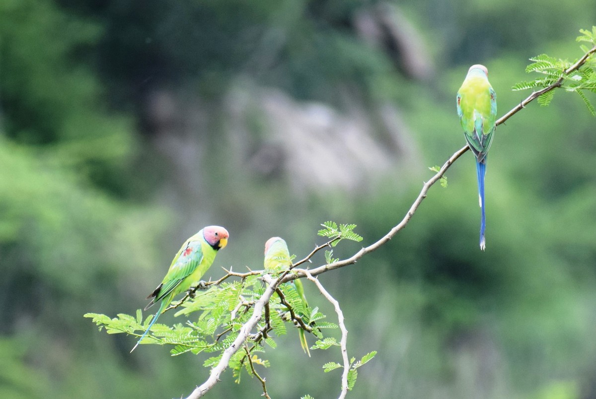 Plum-headed Parakeet - ML621974101