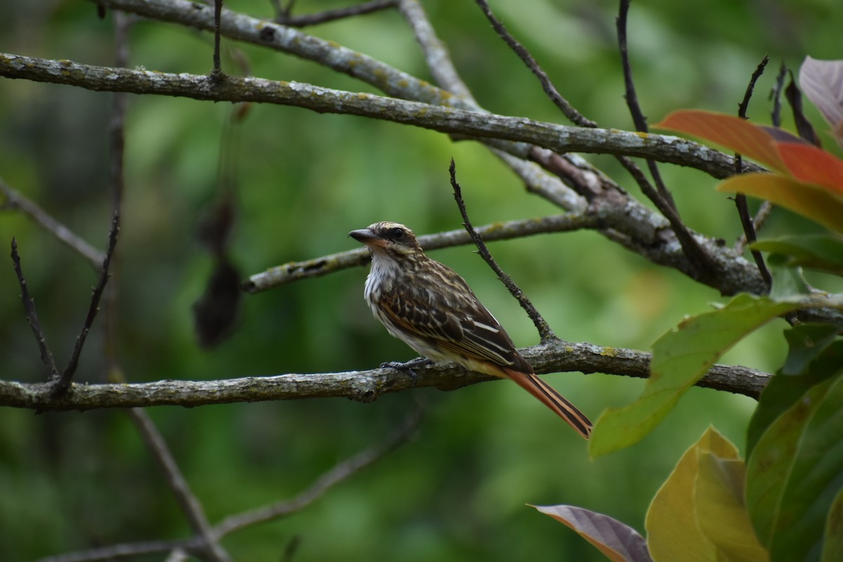 Streaked Flycatcher - Daniel Flores