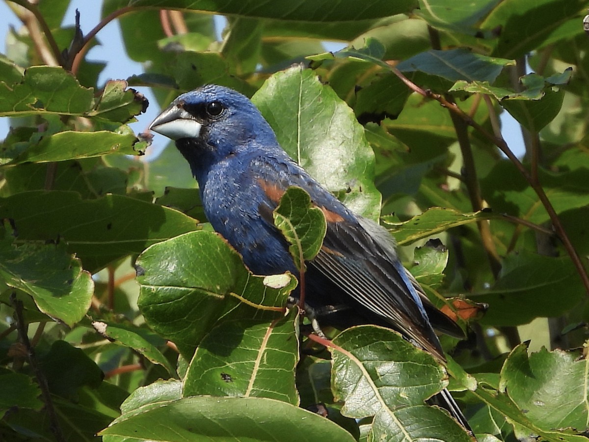 Blue Grosbeak - ML621974284