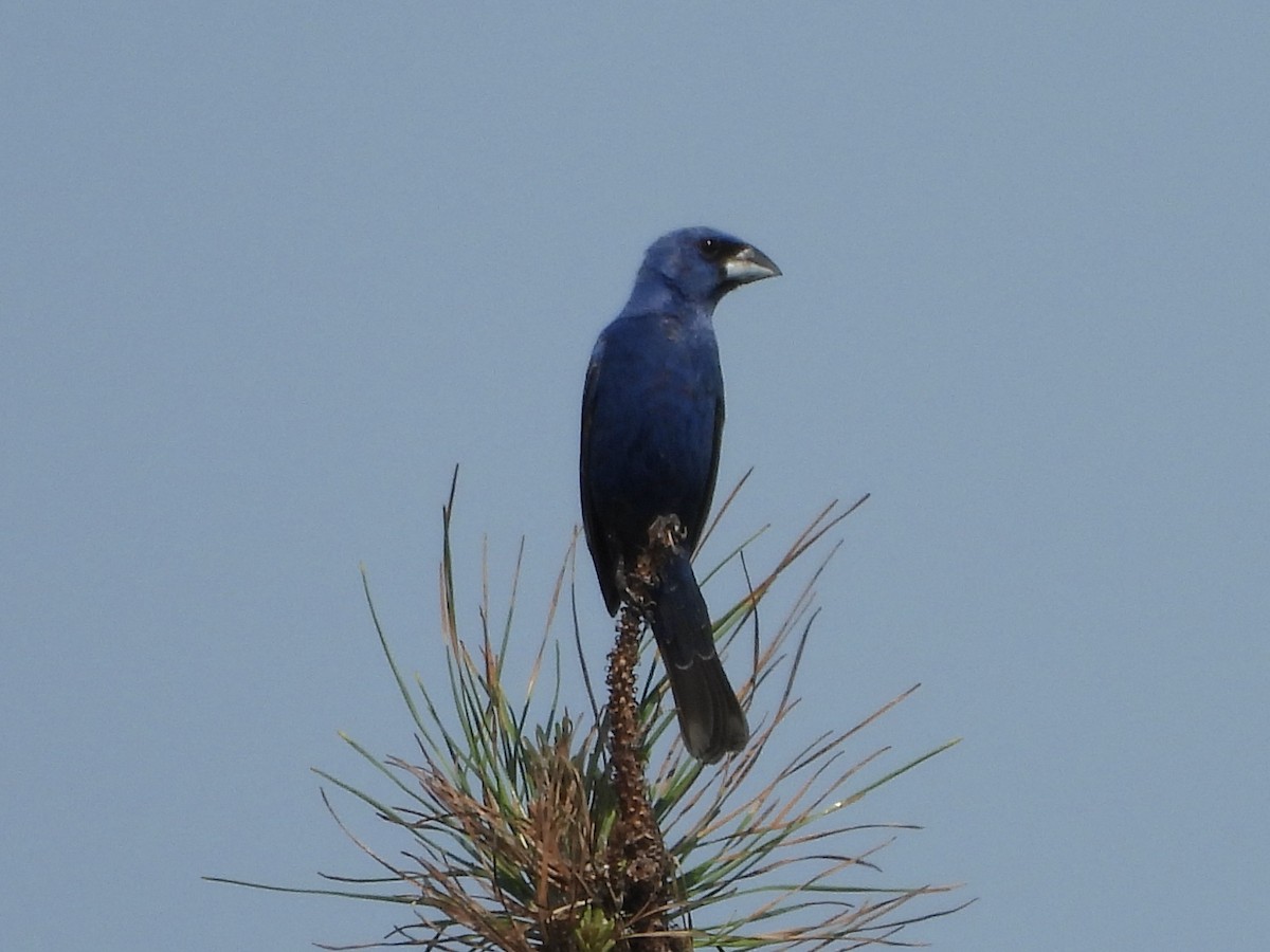 Blue Grosbeak - ML621974286