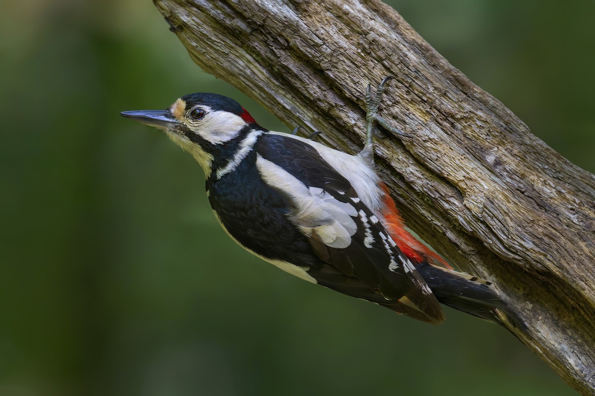 Great Spotted Woodpecker - ML621974323