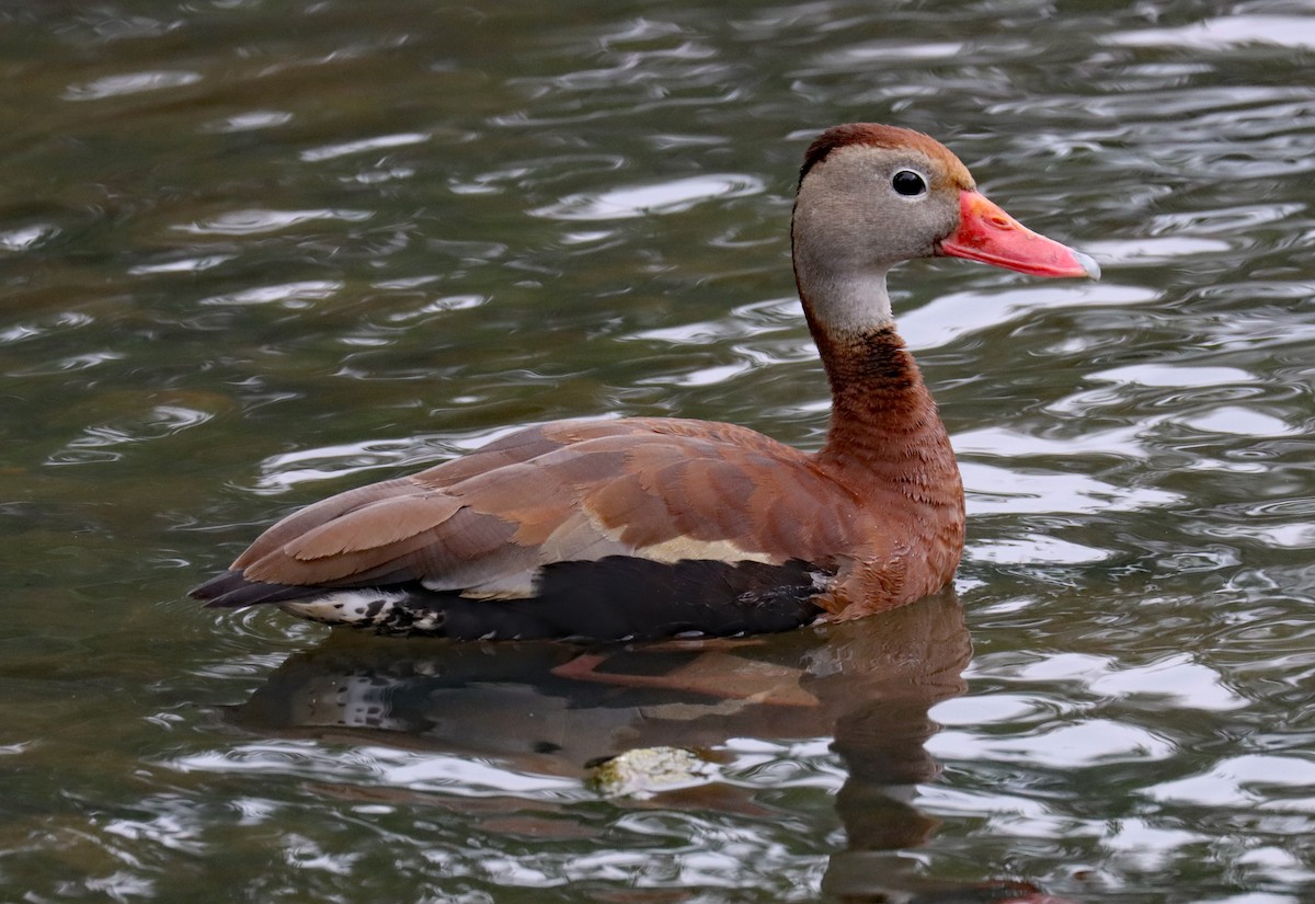 eBird Checklist - 29 Jul 2024 - Lake Weamaconk - 1 species