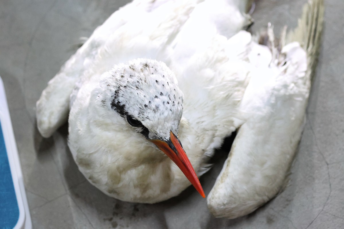 Red-tailed Tropicbird - ML621974431