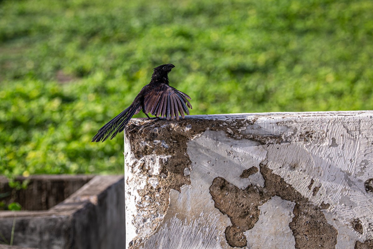 Groove-billed Ani - Francisco Russo