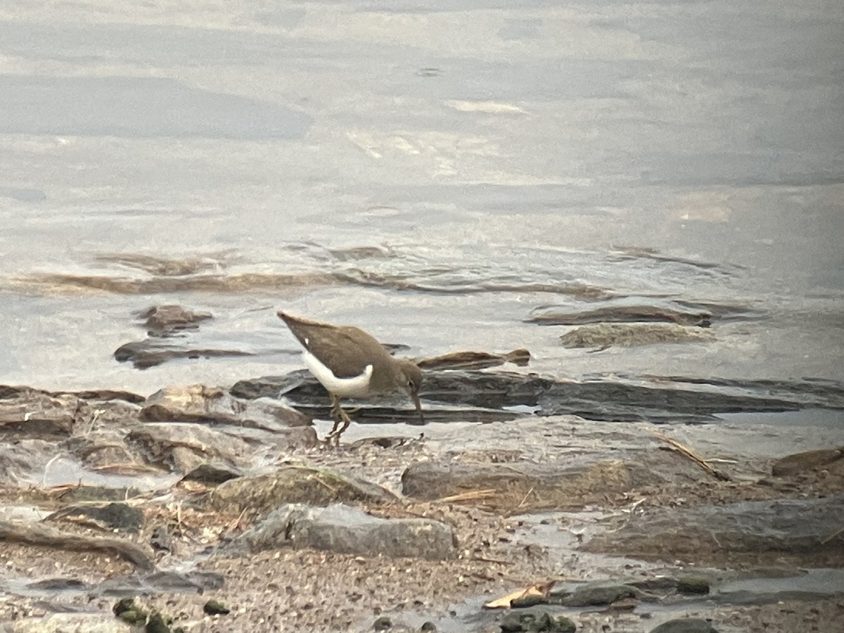 Spotted Sandpiper - Larry Therrien