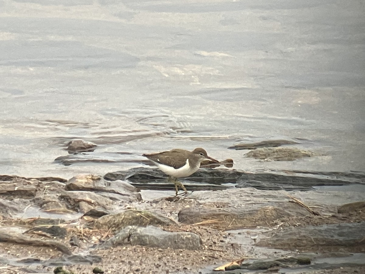 Spotted Sandpiper - ML621974485