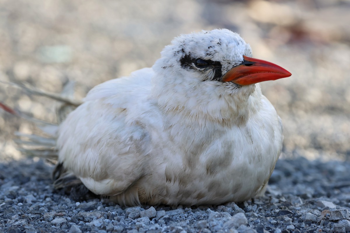 Red-tailed Tropicbird - ML621974517