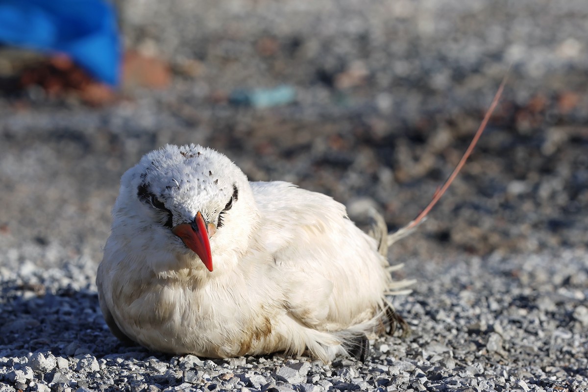 Red-tailed Tropicbird - ML621974563