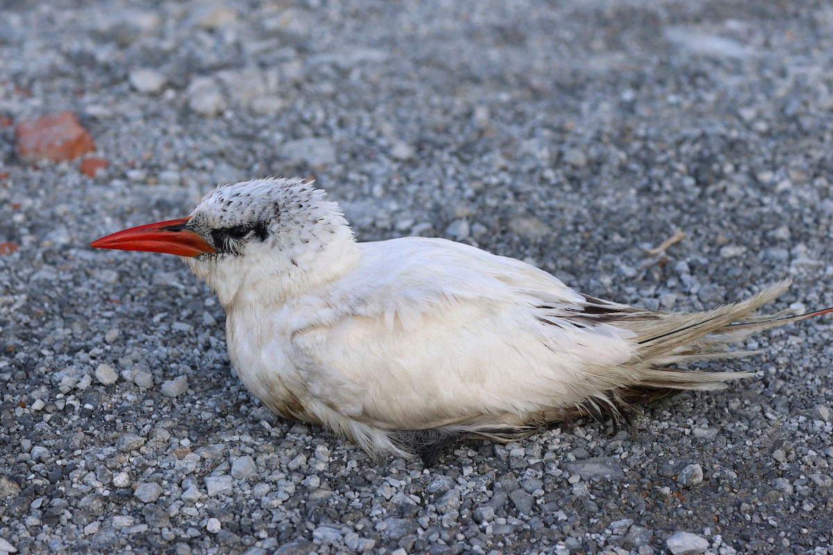 Red-tailed Tropicbird - ML621974584