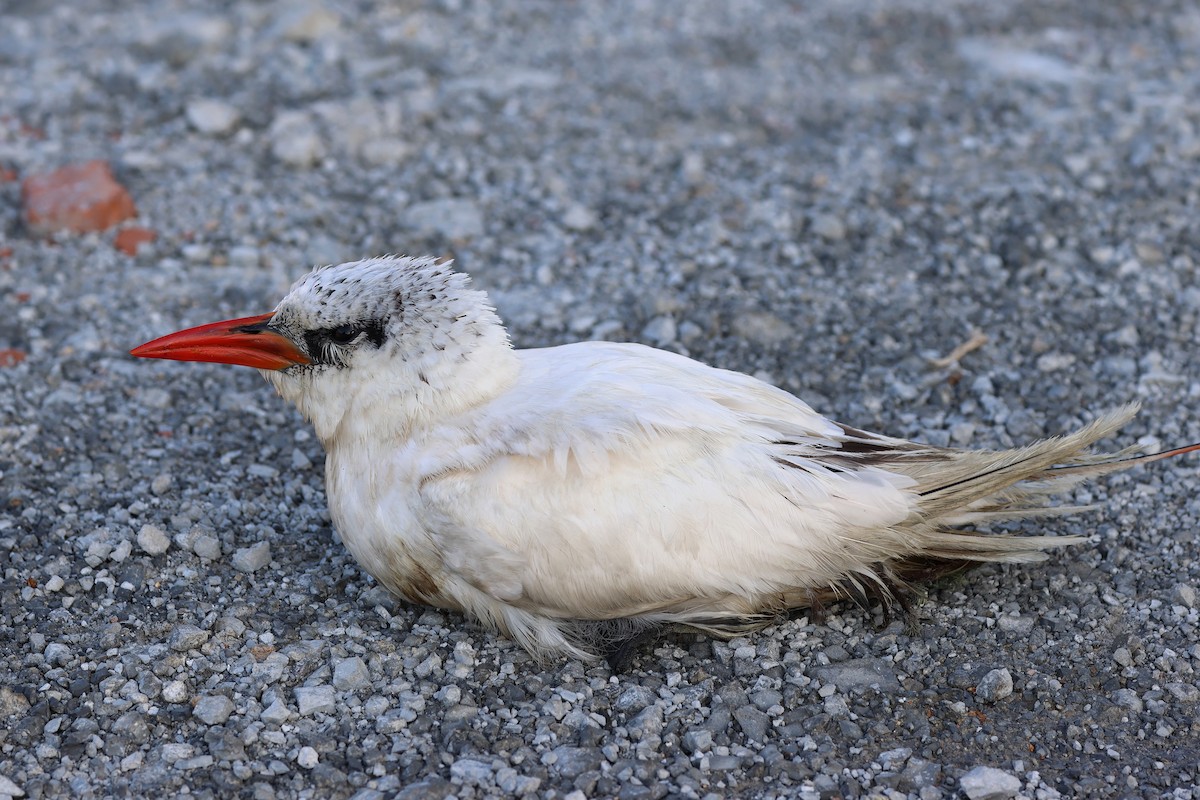 Red-tailed Tropicbird - Cheng Qian