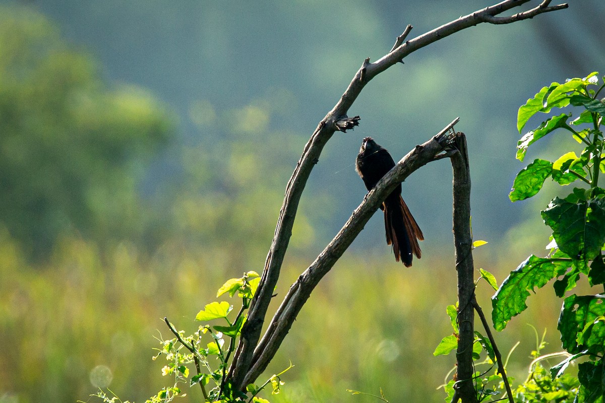 Groove-billed Ani - ML621974744