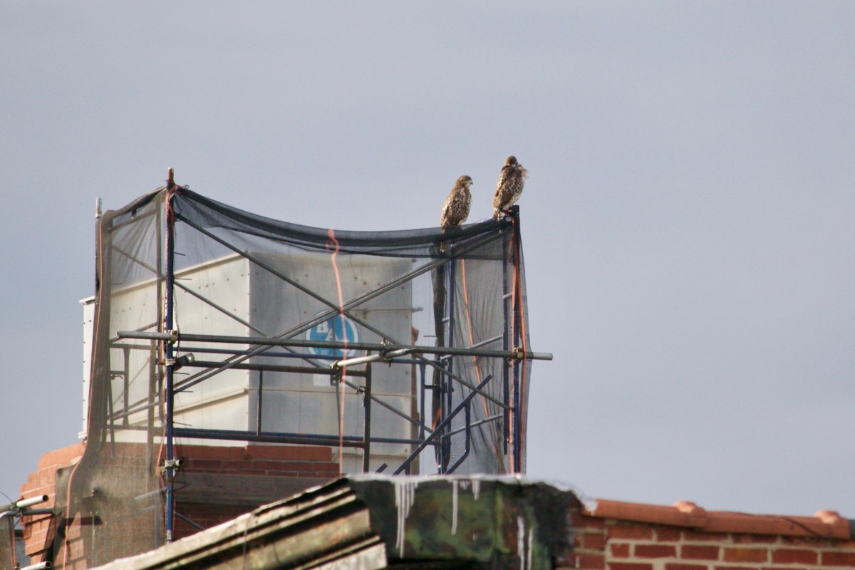 Red-tailed Hawk - ML621974781