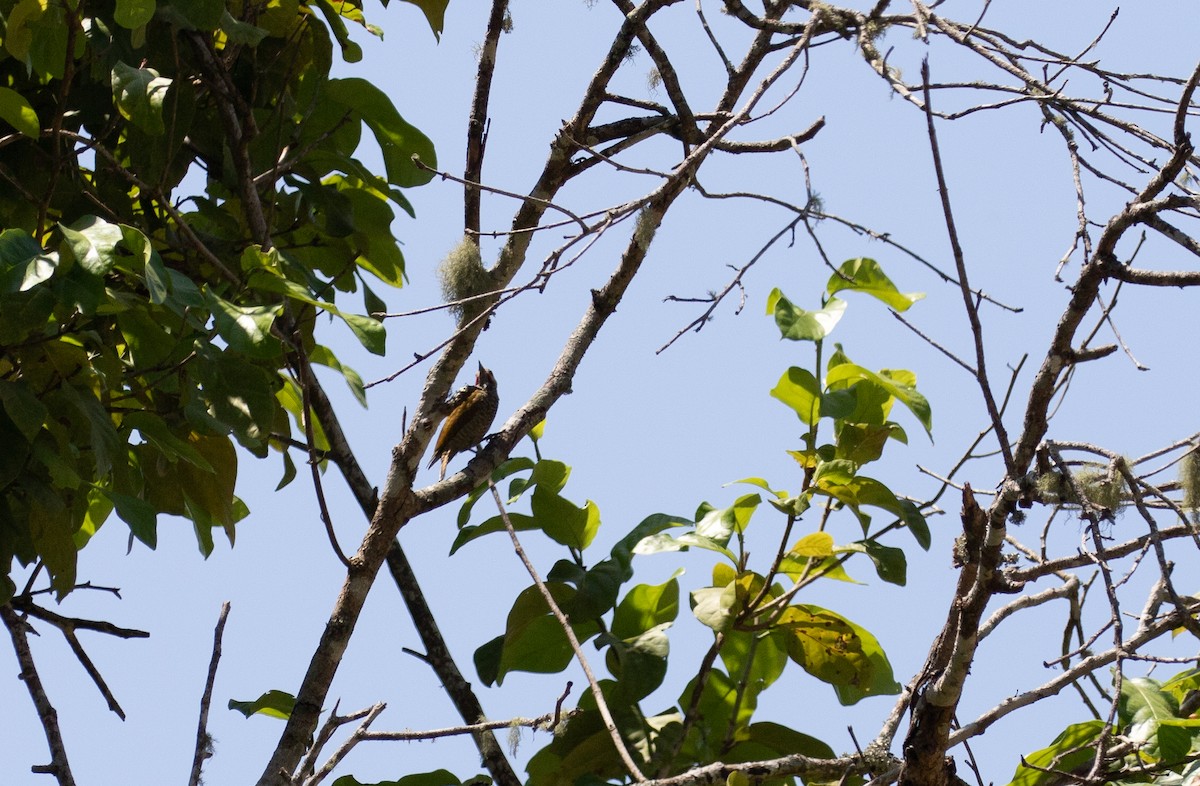 Gray-crowned Woodpecker - simon walkley