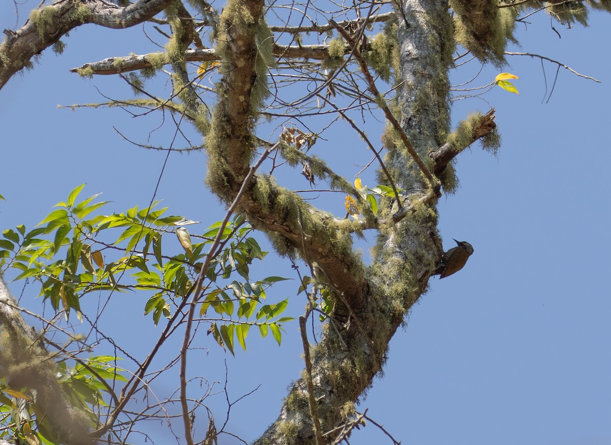 Gray-crowned Woodpecker - ML621974853