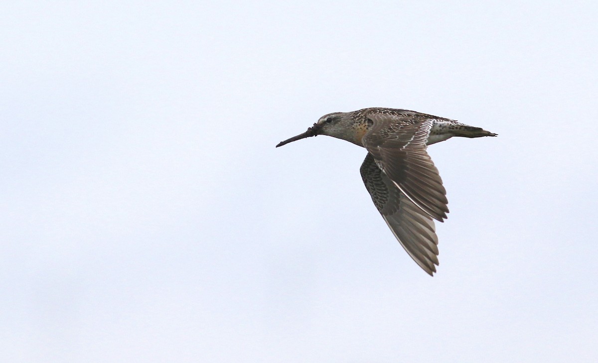 Short-billed Dowitcher (griseus) - ML621974893