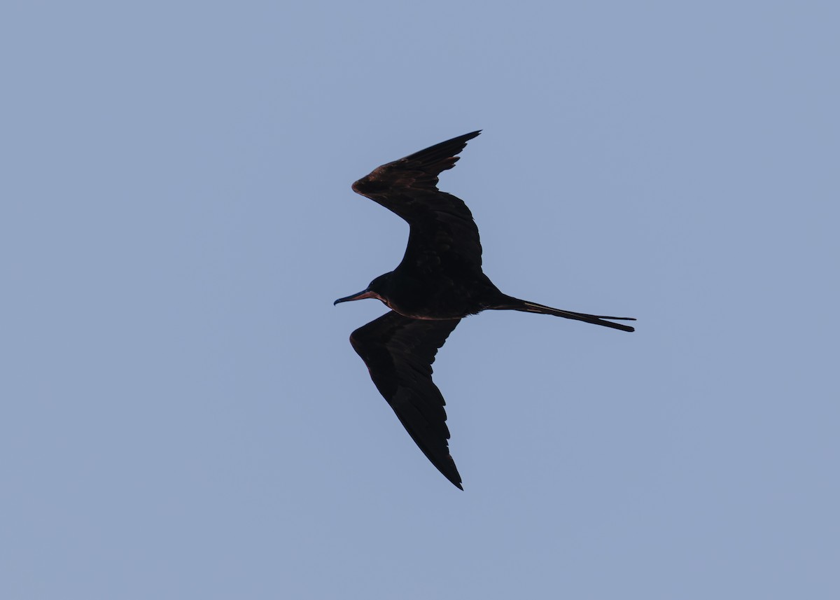 Magnificent Frigatebird - Evan Coates