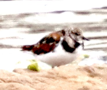 Ruddy Turnstone - ML621975103