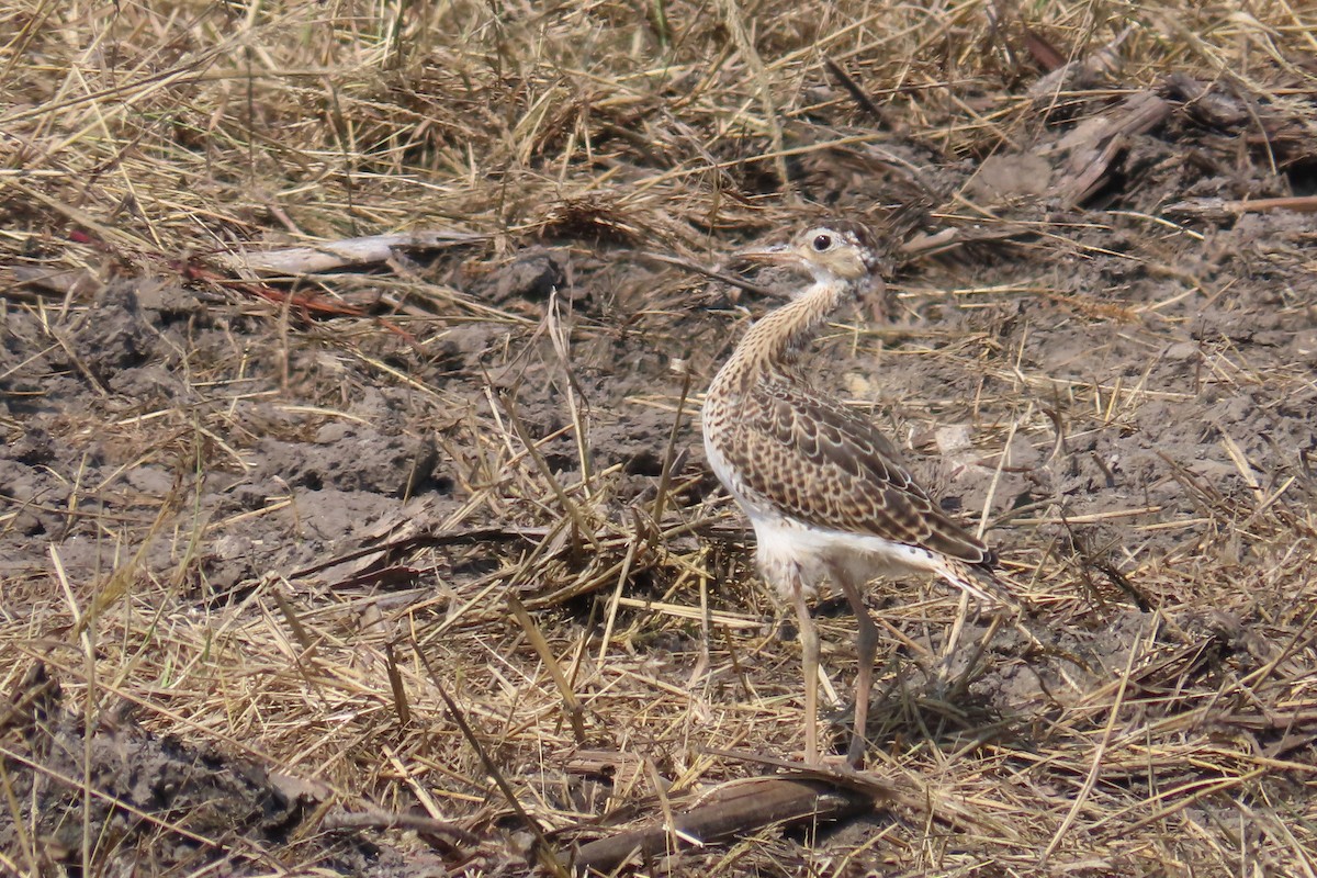 Upland Sandpiper - Andrew Bendall