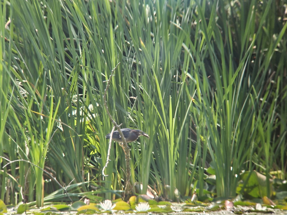 Green Heron - ML621975165