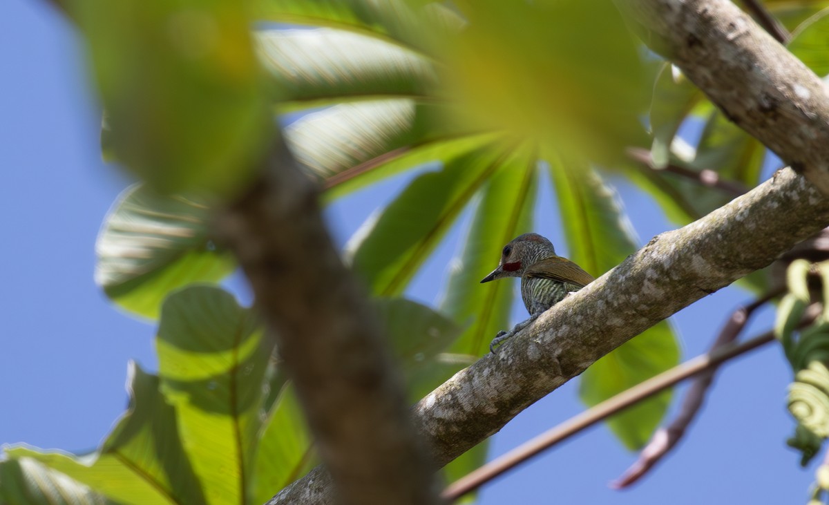 Gray-crowned Woodpecker - ML621975169