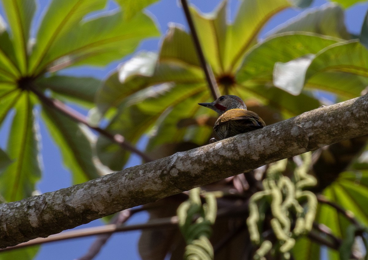 Gray-crowned Woodpecker - ML621975170