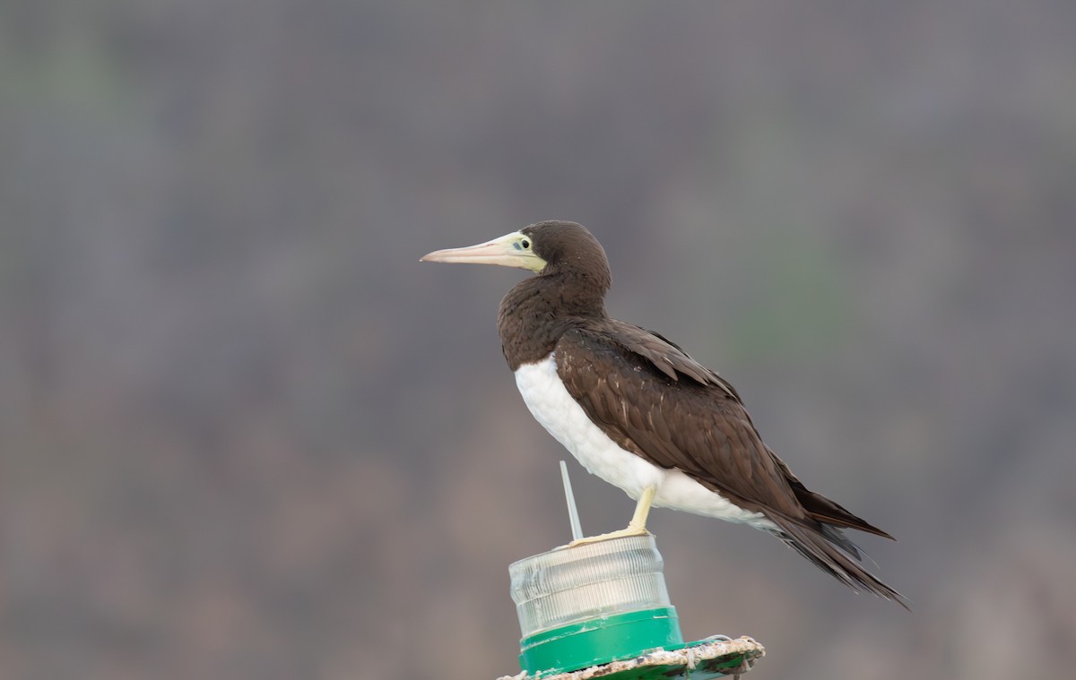 Brown Booby - ML621975297