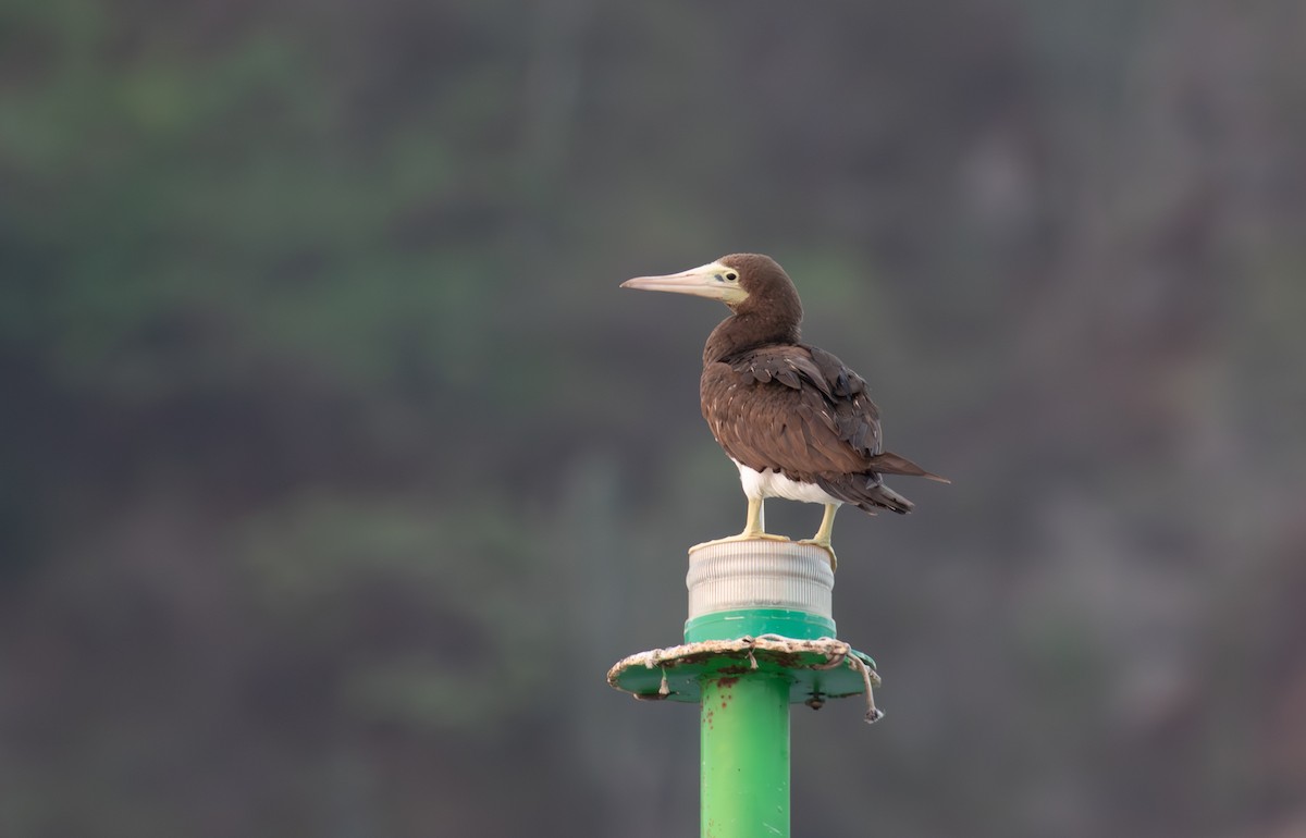 Brown Booby - ML621975298