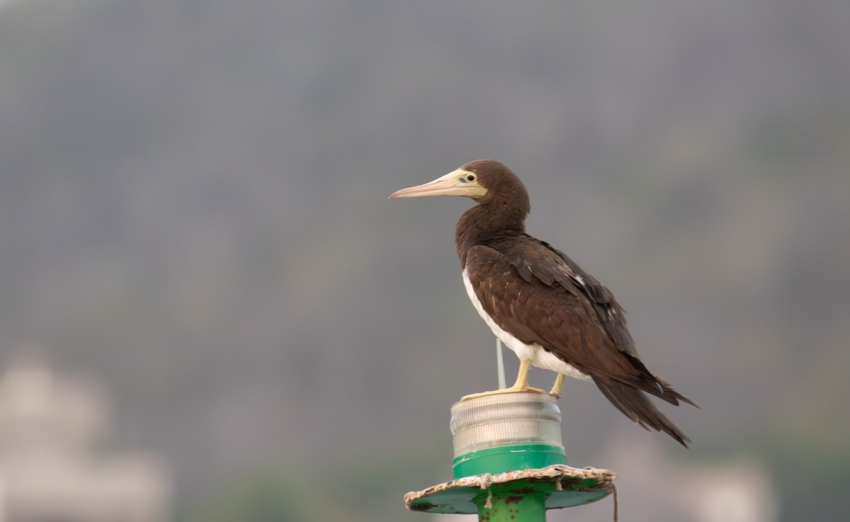 Brown Booby - ML621975299