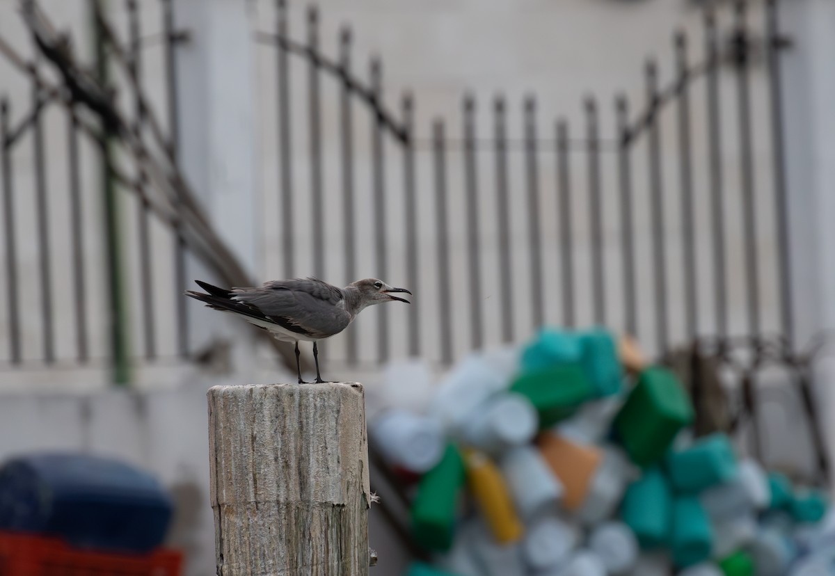 Laughing Gull - ML621975319