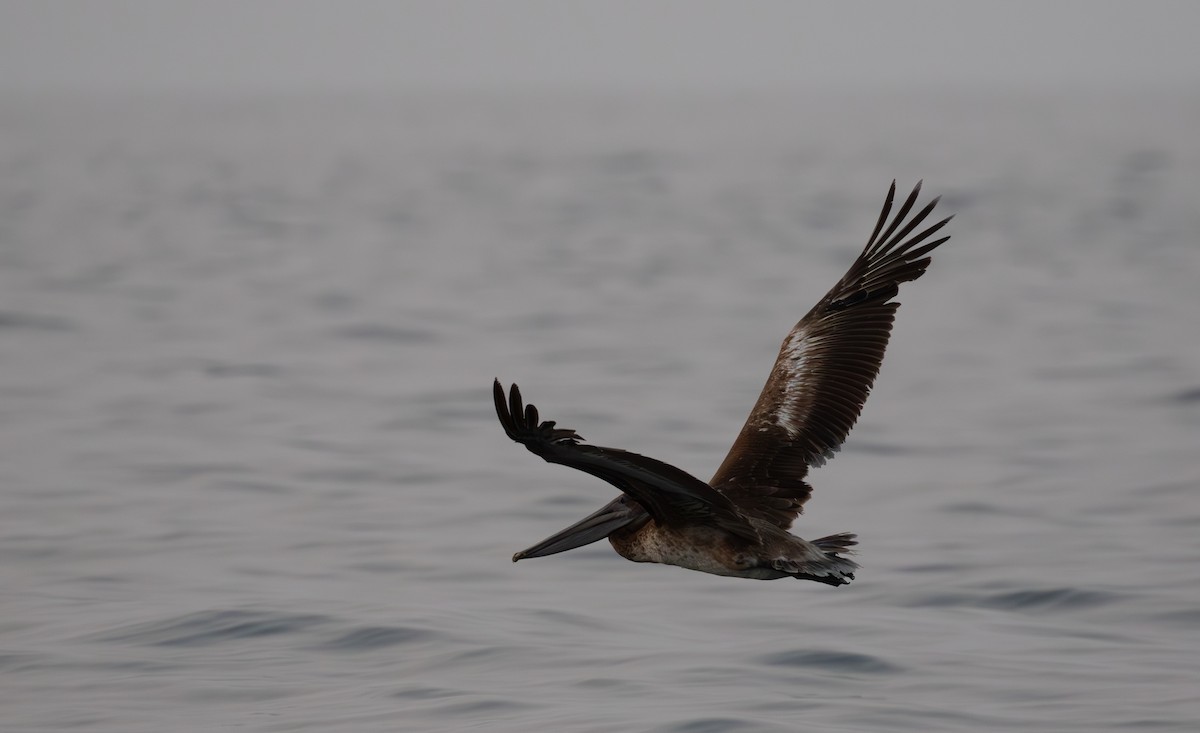 Brown Pelican - ML621975344