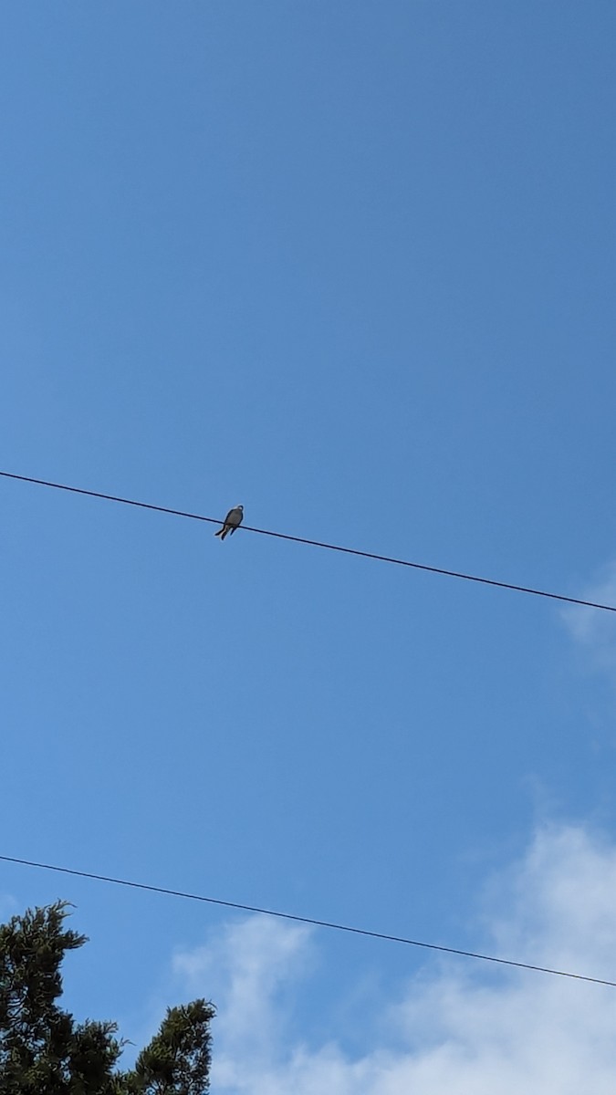 Gray Kingbird - ML621975356