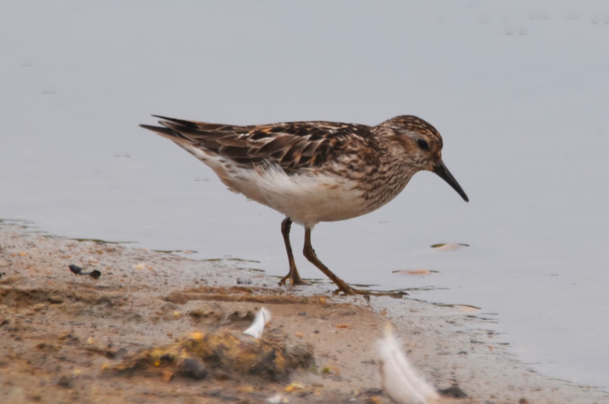 Least Sandpiper - ML621975455