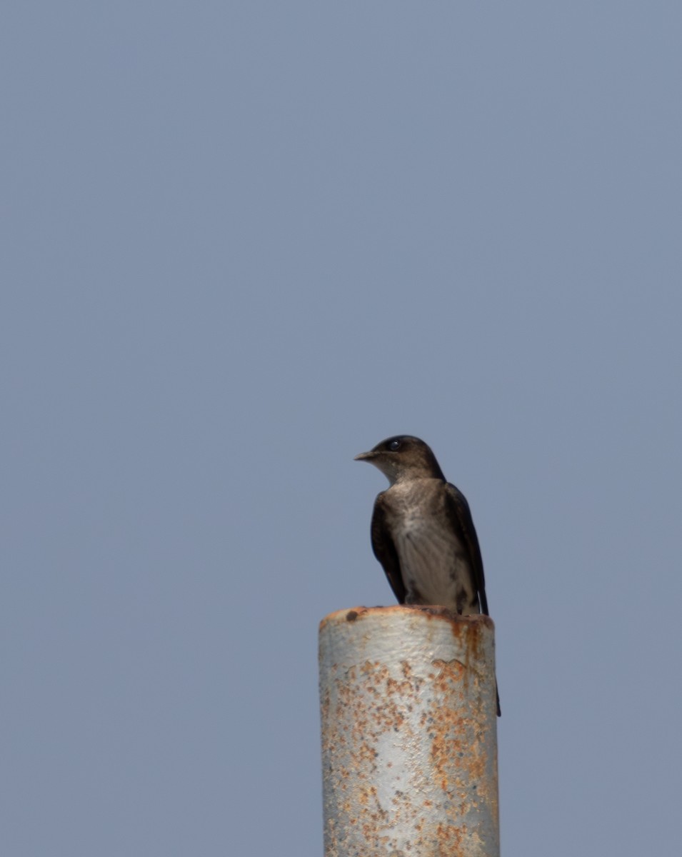 Gray-breasted Martin - ML621975456
