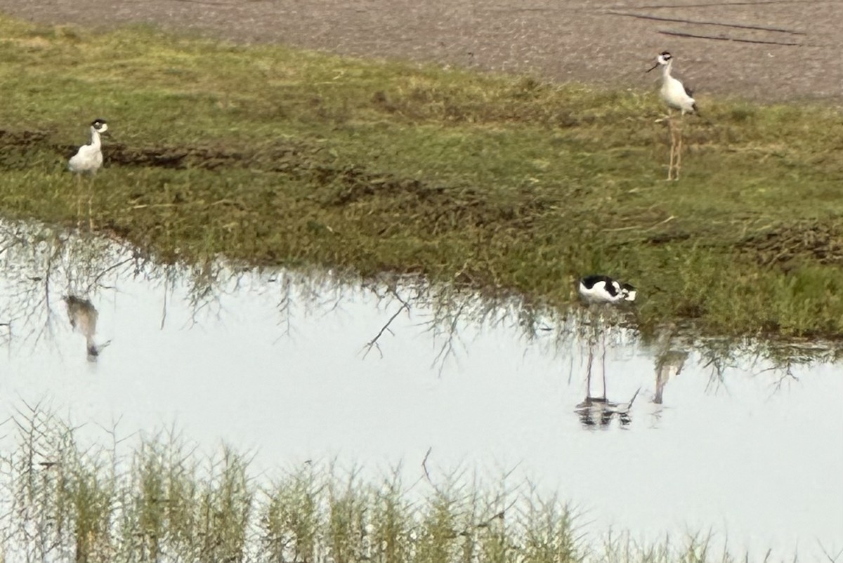 Schwarznacken-Stelzenläufer - ML621975507