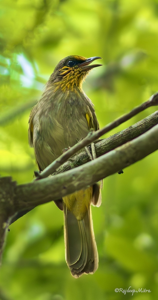 Stripe-throated Bulbul - ML621975520