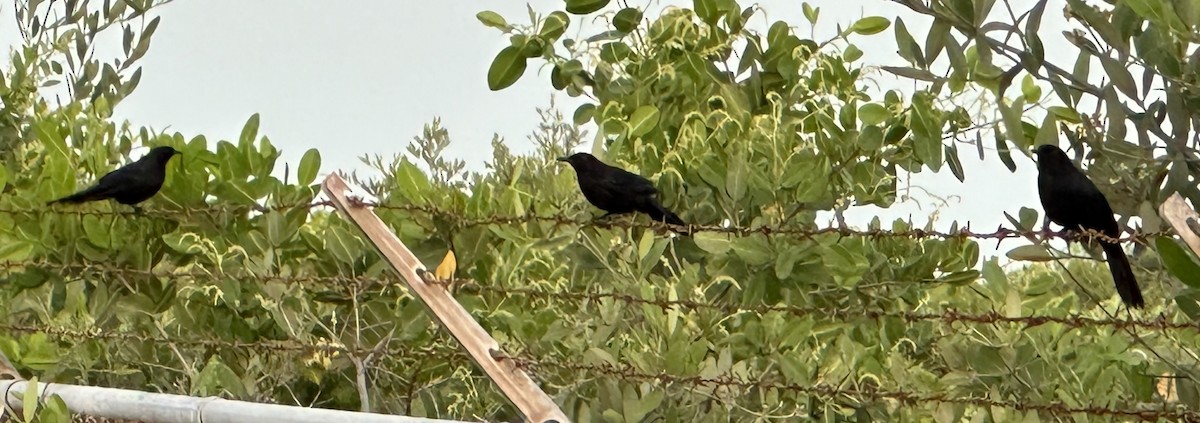 Black Catbird - ML621975681