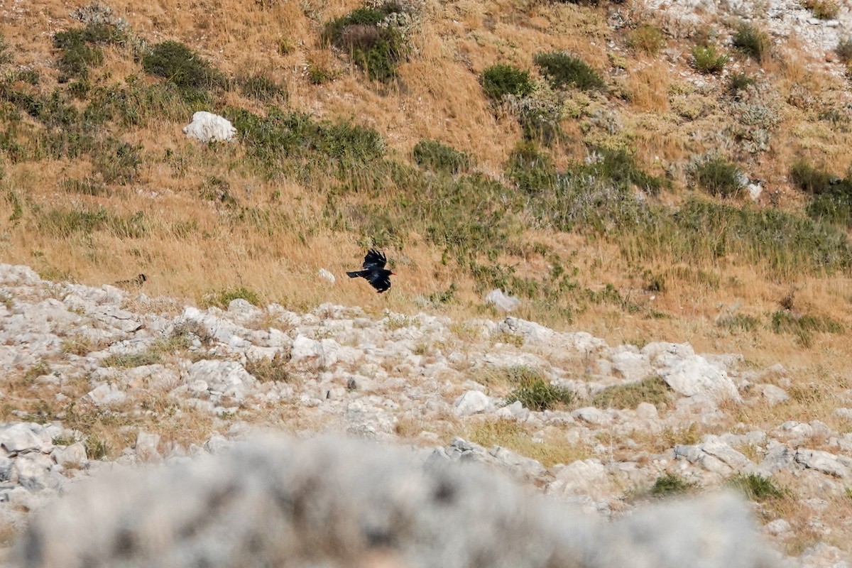 Red-billed Chough - ML621975904