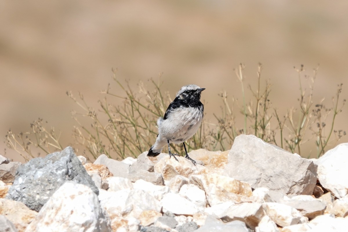 Finsch's Wheatear - ML621975976