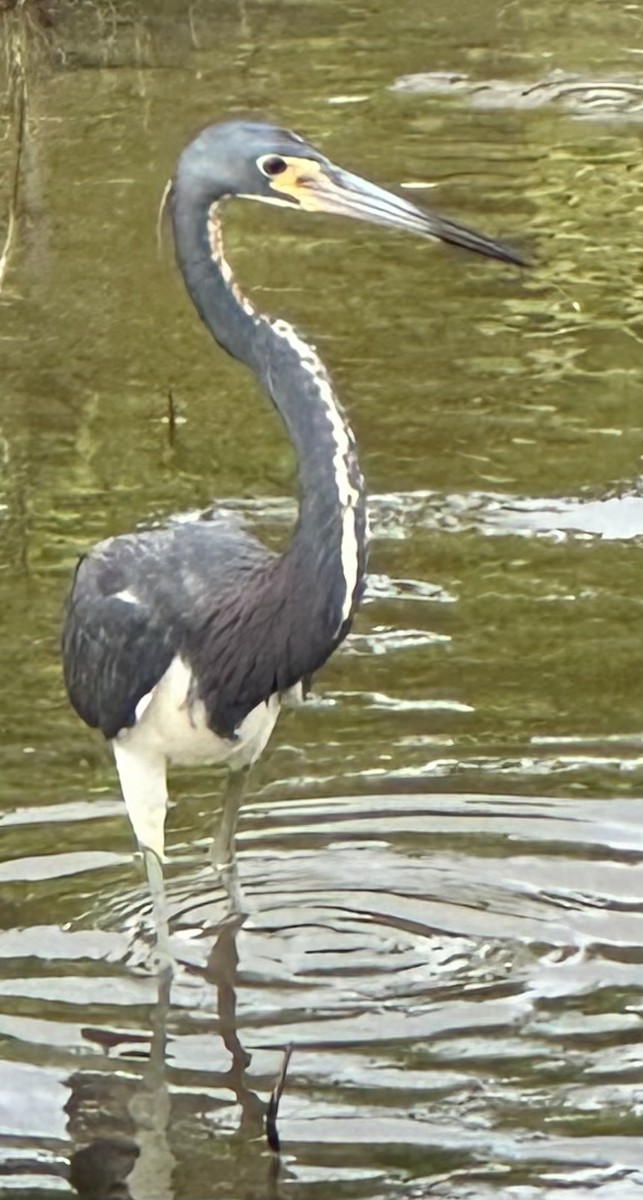 Tricolored Heron - ML621975987