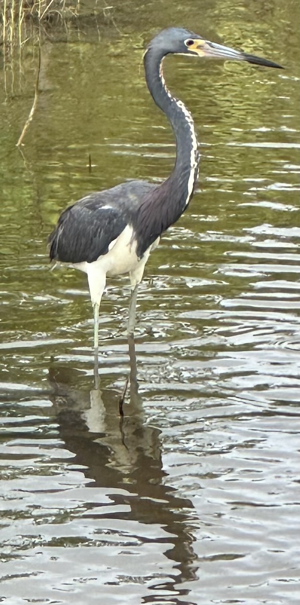 Tricolored Heron - ML621975989