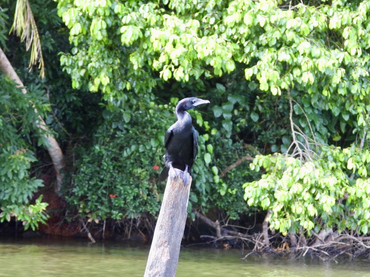 Cormoran de Vieillot - ML621976114