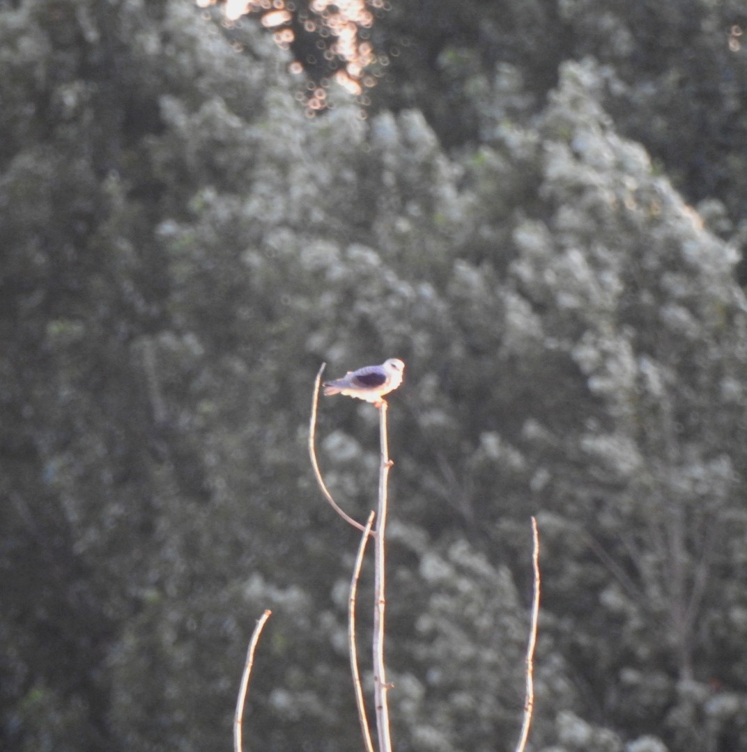 Black-winged Kite - ML621976158
