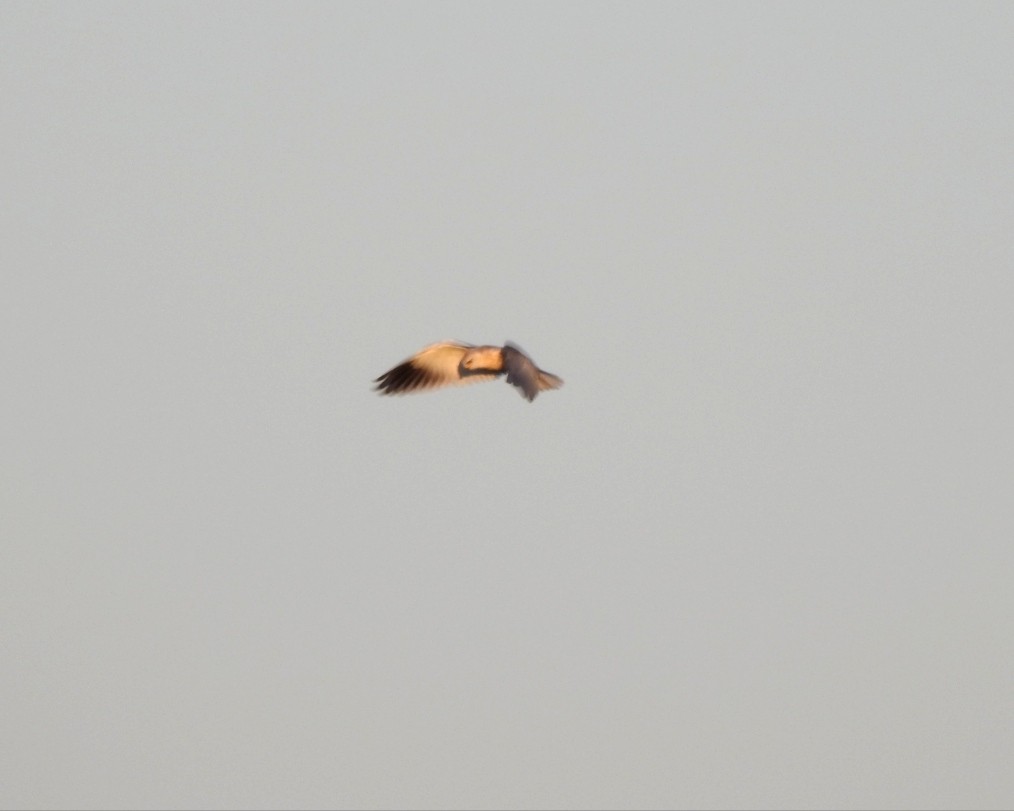 Black-winged Kite - ML621976163