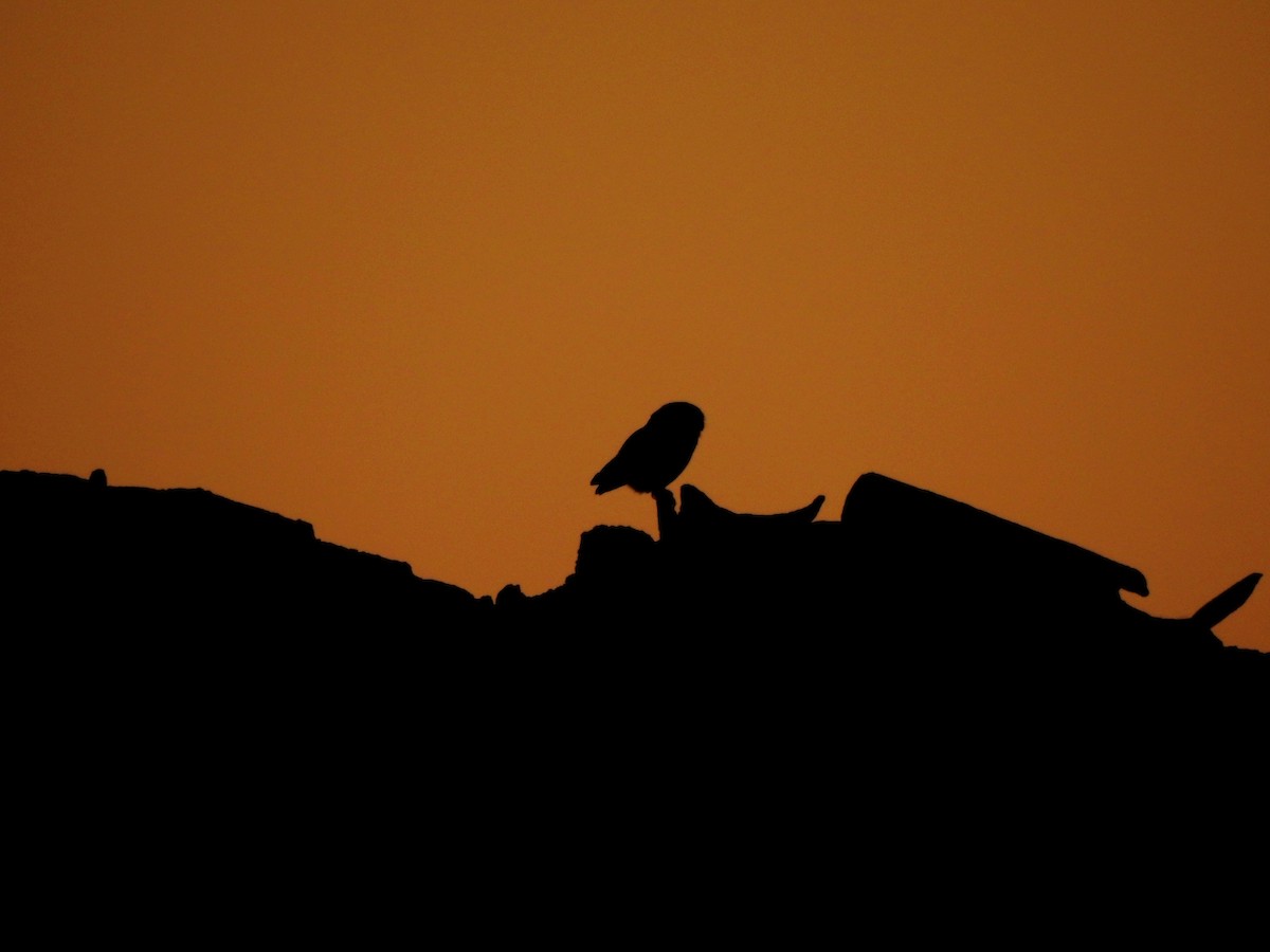 Little Owl - ML621976237
