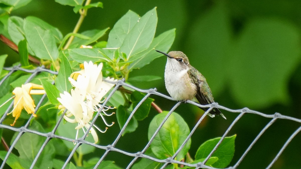 Ruby-throated Hummingbird - ML621976363