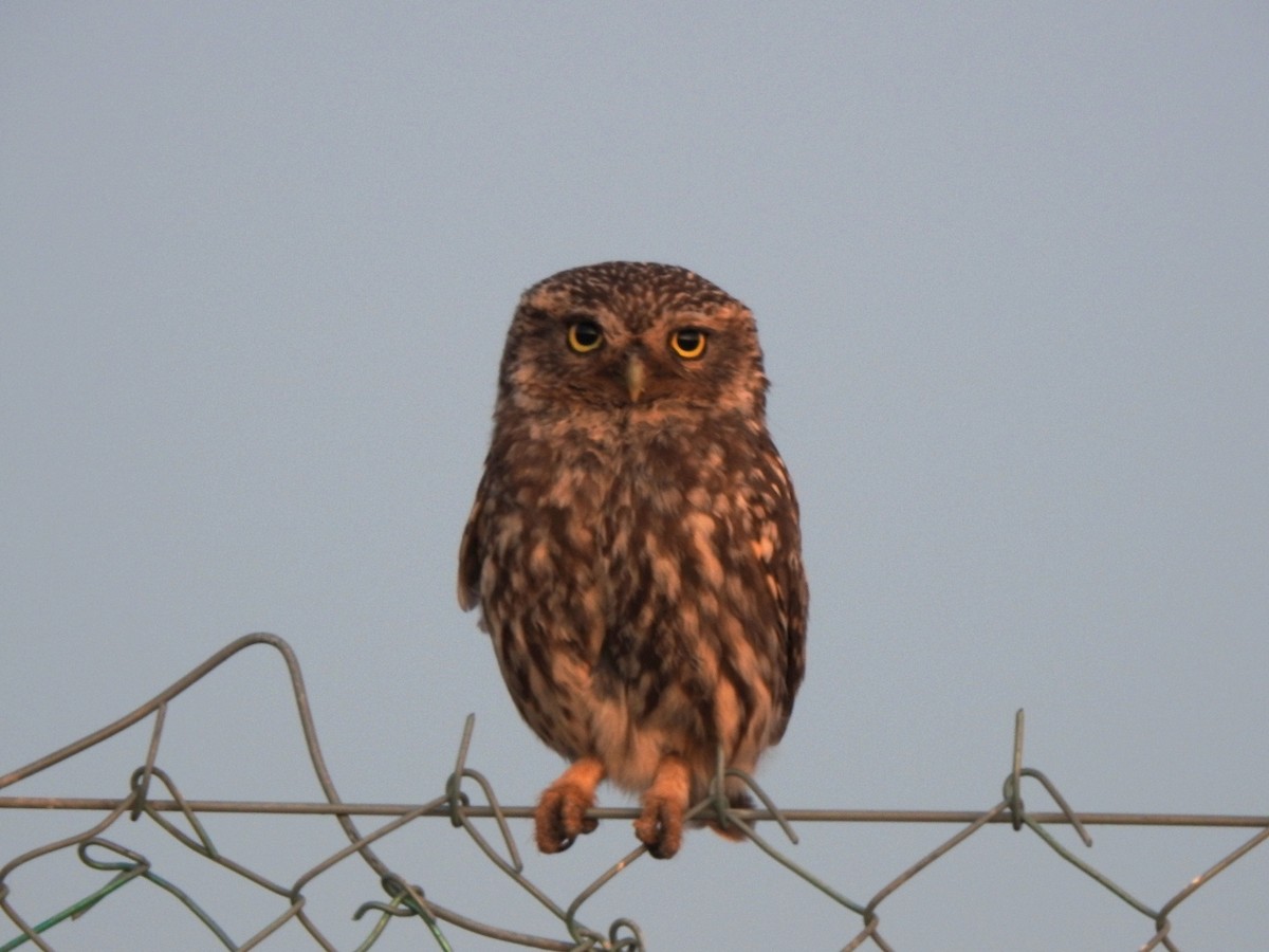 Little Owl - ML621976414