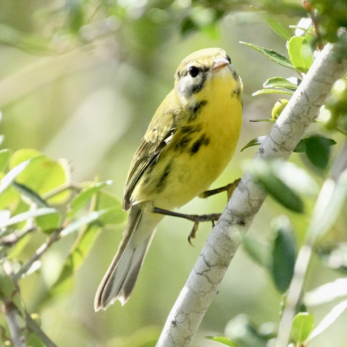 Prairie Warbler - ML621976467