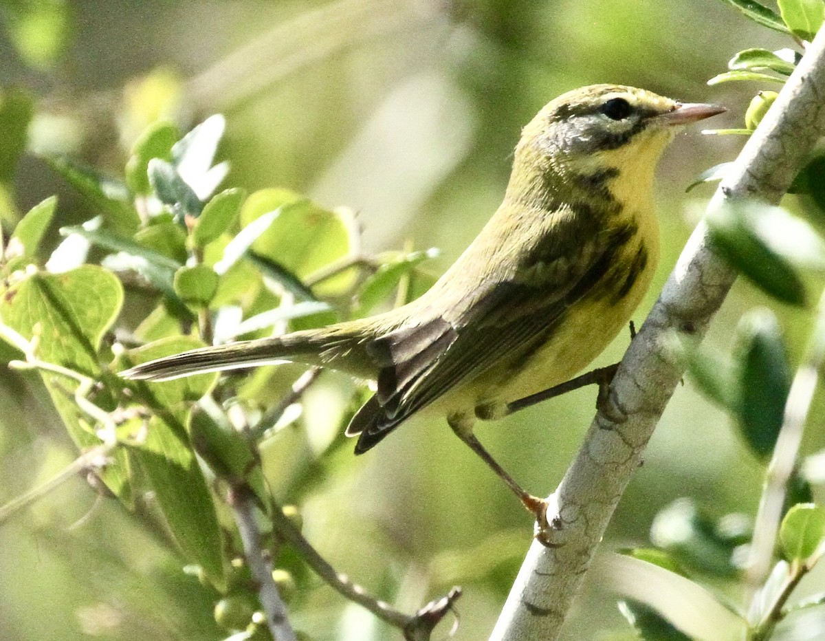 Prairie Warbler - ML621976468