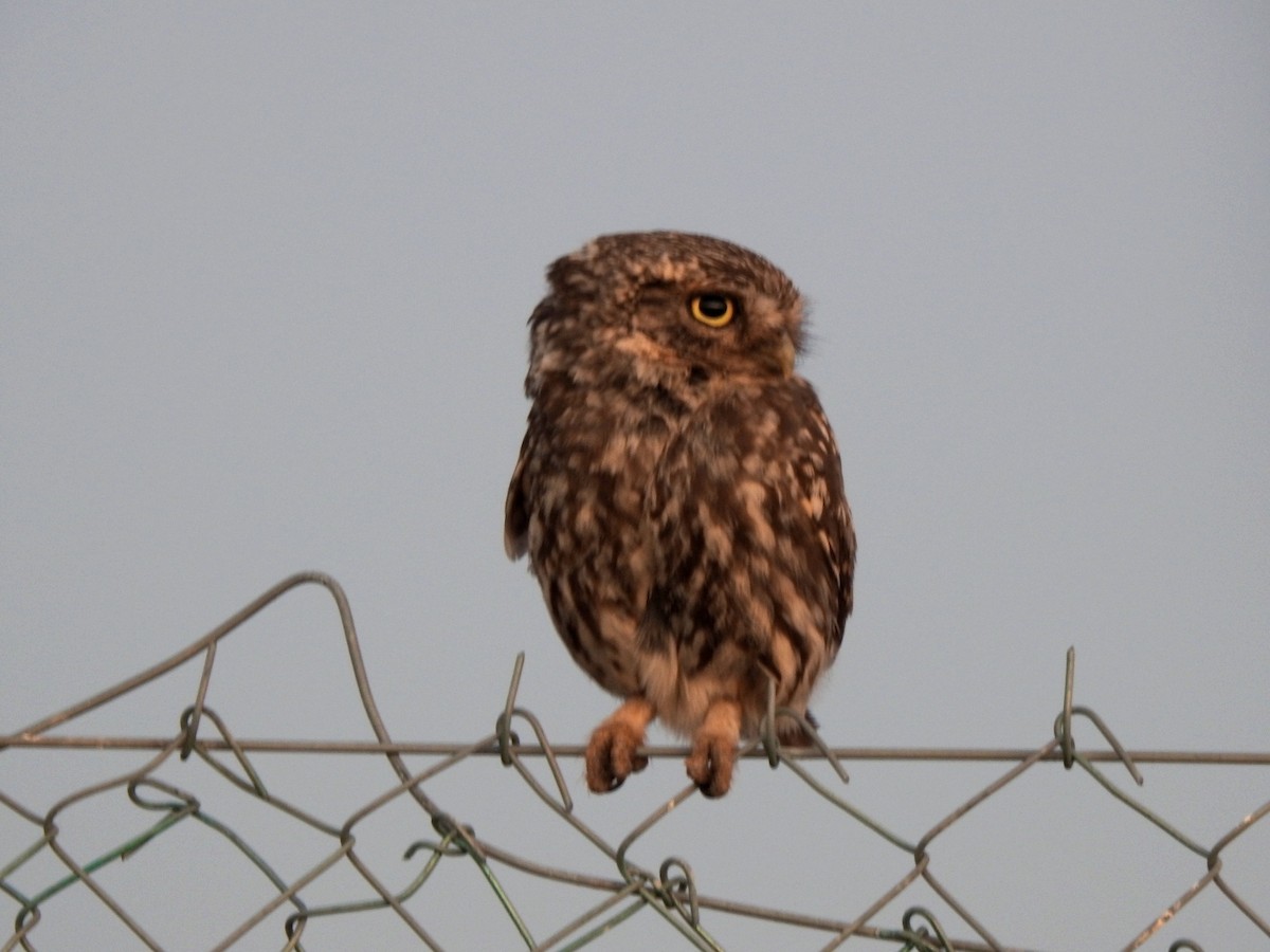 Little Owl - ML621976534