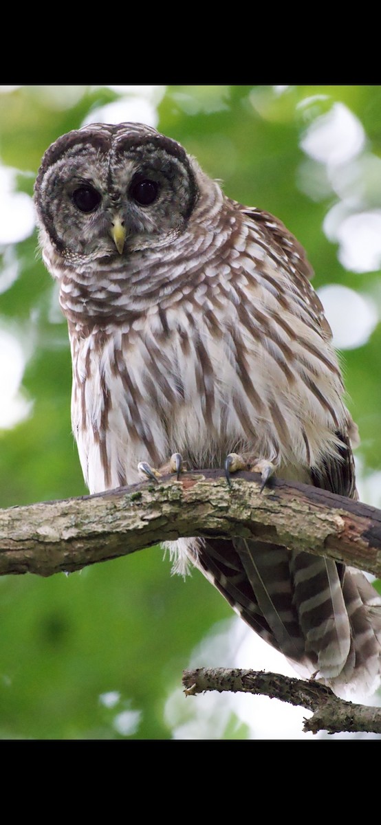 Barred Owl - ML621976595